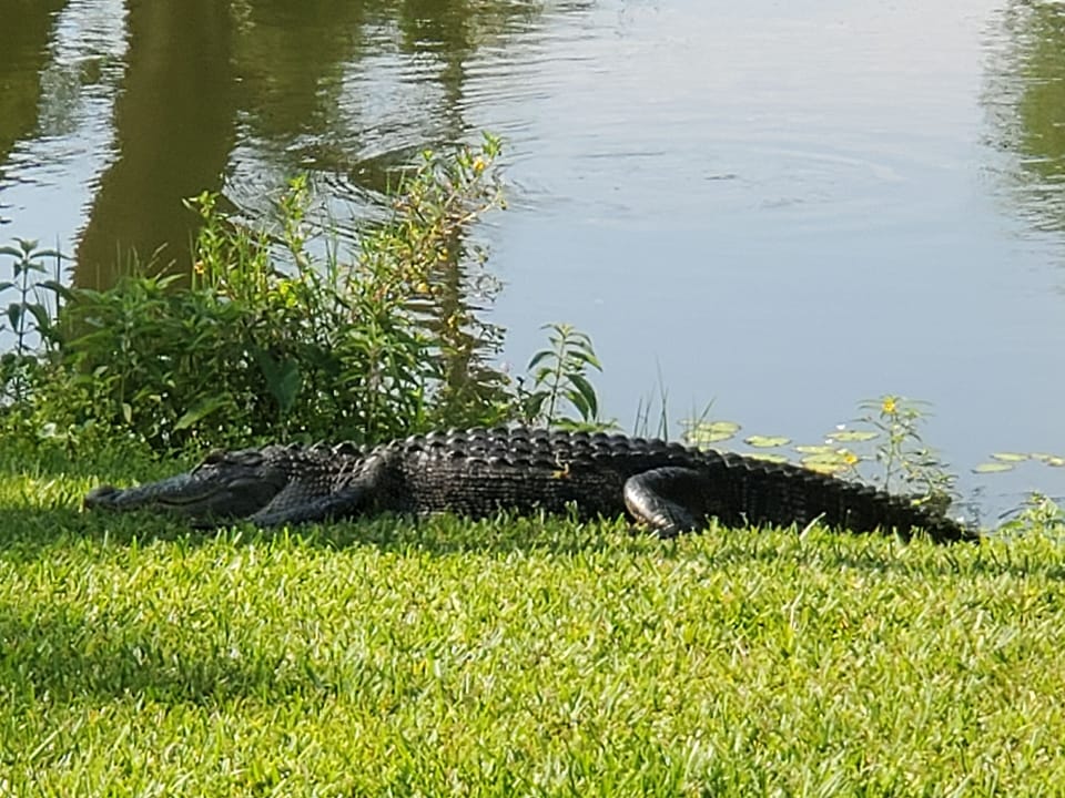 George our resident gator. Please do not bother him, he will stay away from you