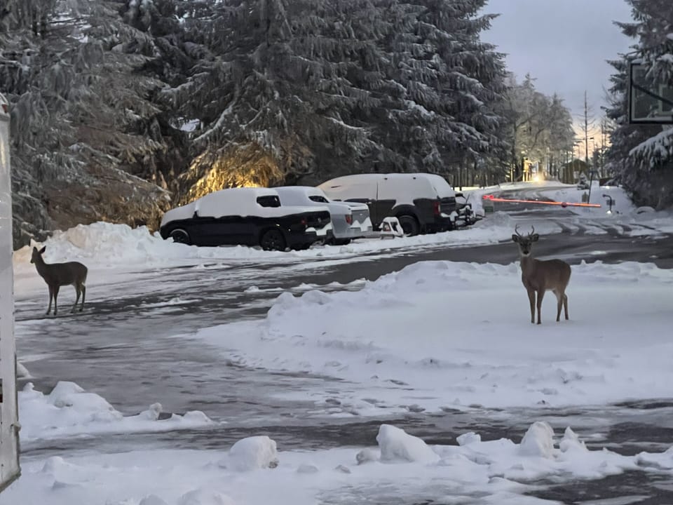 Gated complex for parking. The neighbors often have 4 legs and can be nosey!