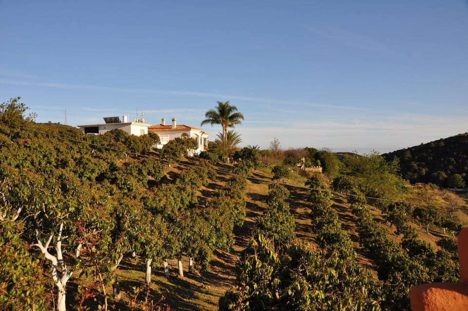 View from terrace - neighbouring mango plantation.
