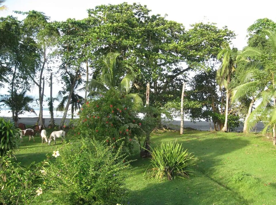 Lush yard between the property and ocean with some friendly visitors!