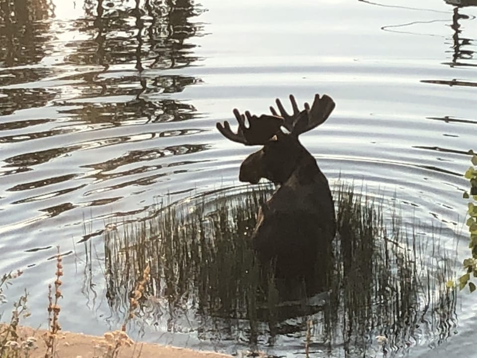 Moose