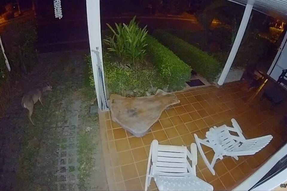 white tail deer in the driveway (2)