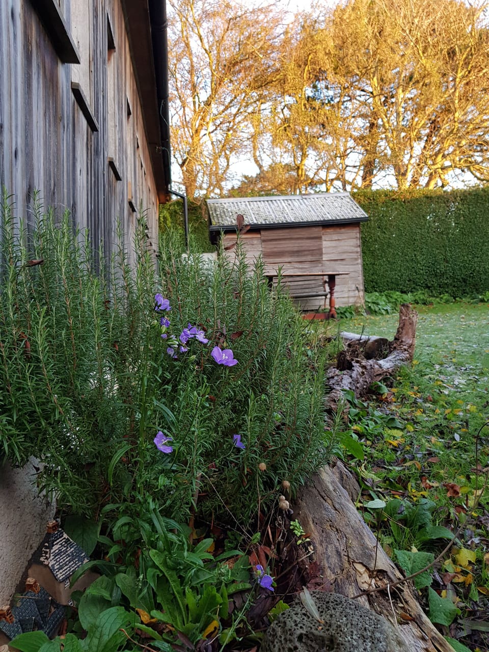 A view of the back garden.
