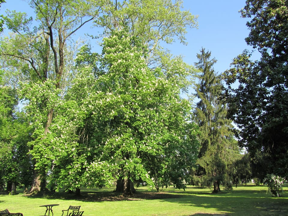 The park