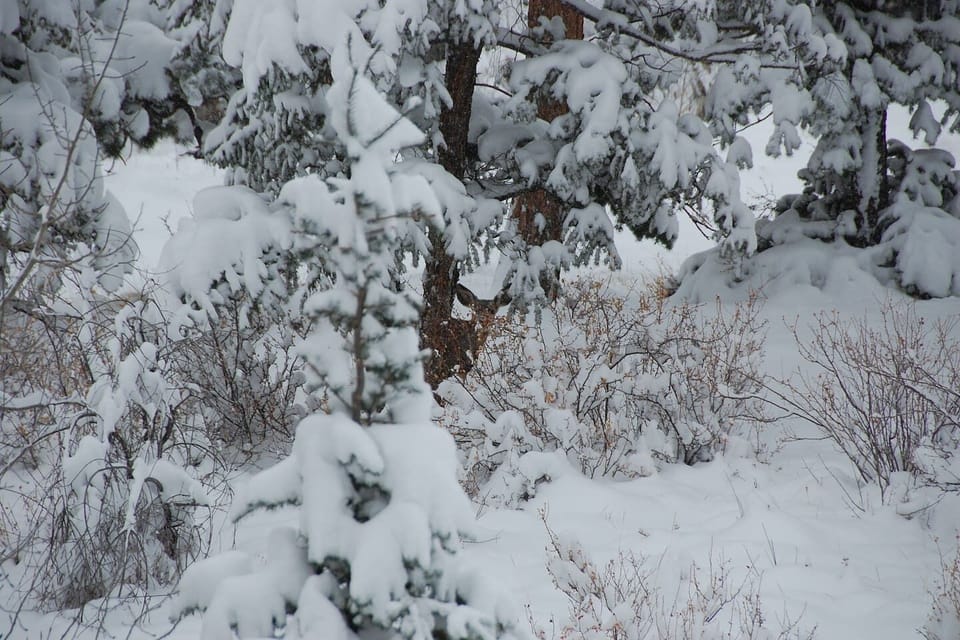Can you spot the visitor in the middle of this picture?