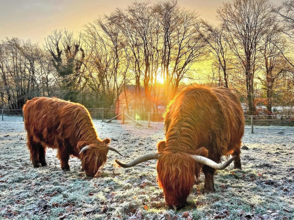 Surrounding area | Dwrgi - Glanyrafon Lodges, Cwrt Newydd, near Llandysul