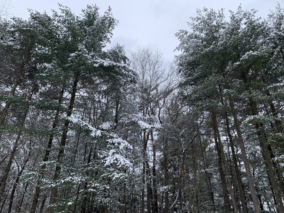 Tree-lined backyard w/ views of nature & Treasure Lake’s famous deer population 