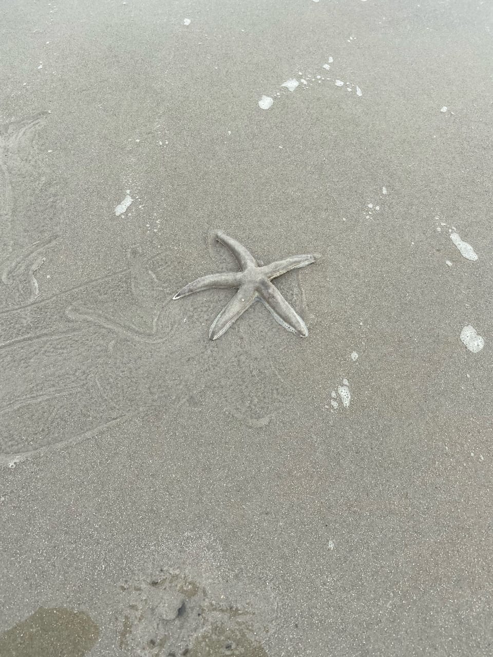 Sea life right outside our door 