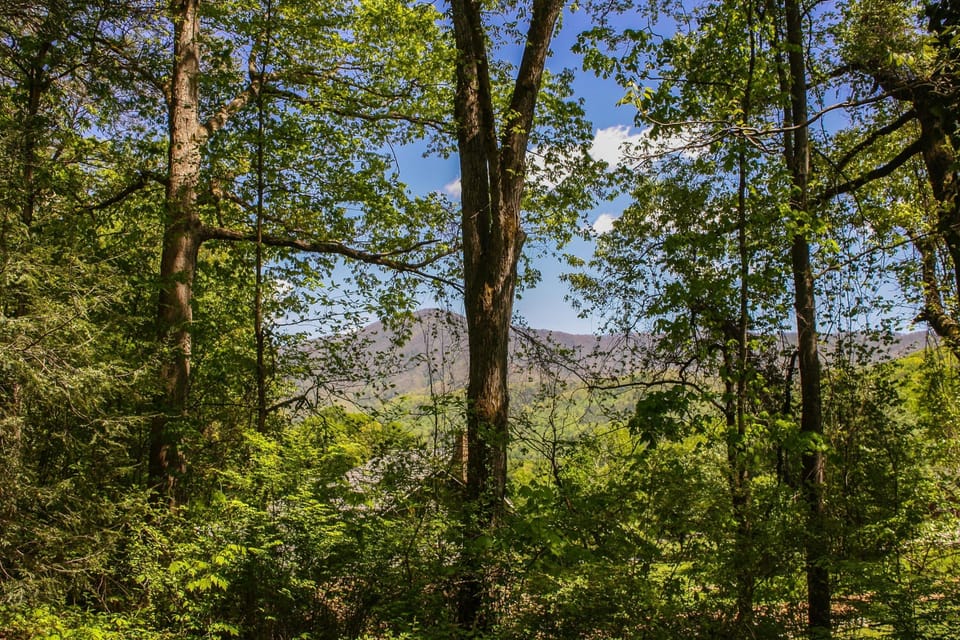 Tree Trunk, Tree, Vegetation, Sunlight