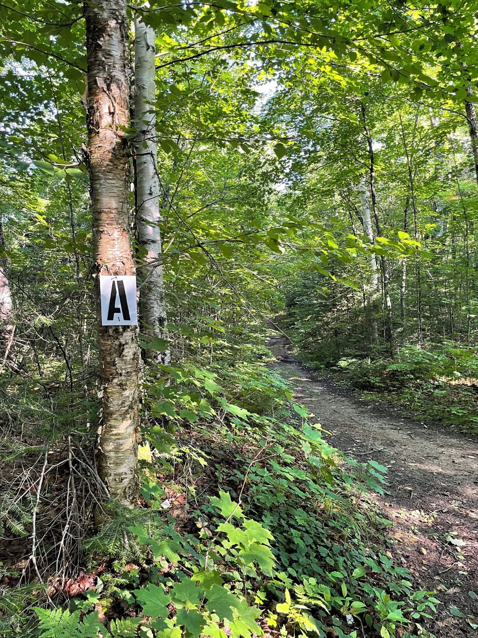 Marked hiking trails through 100 acres of forest
