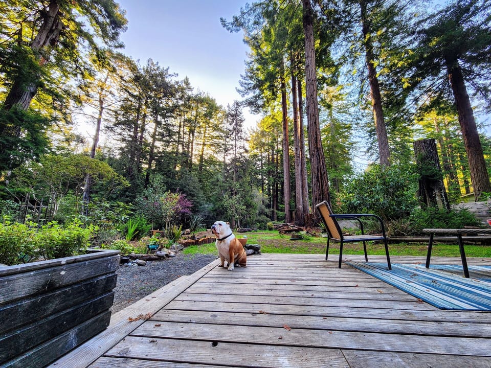 Sunrise on our dog-friendly front porch