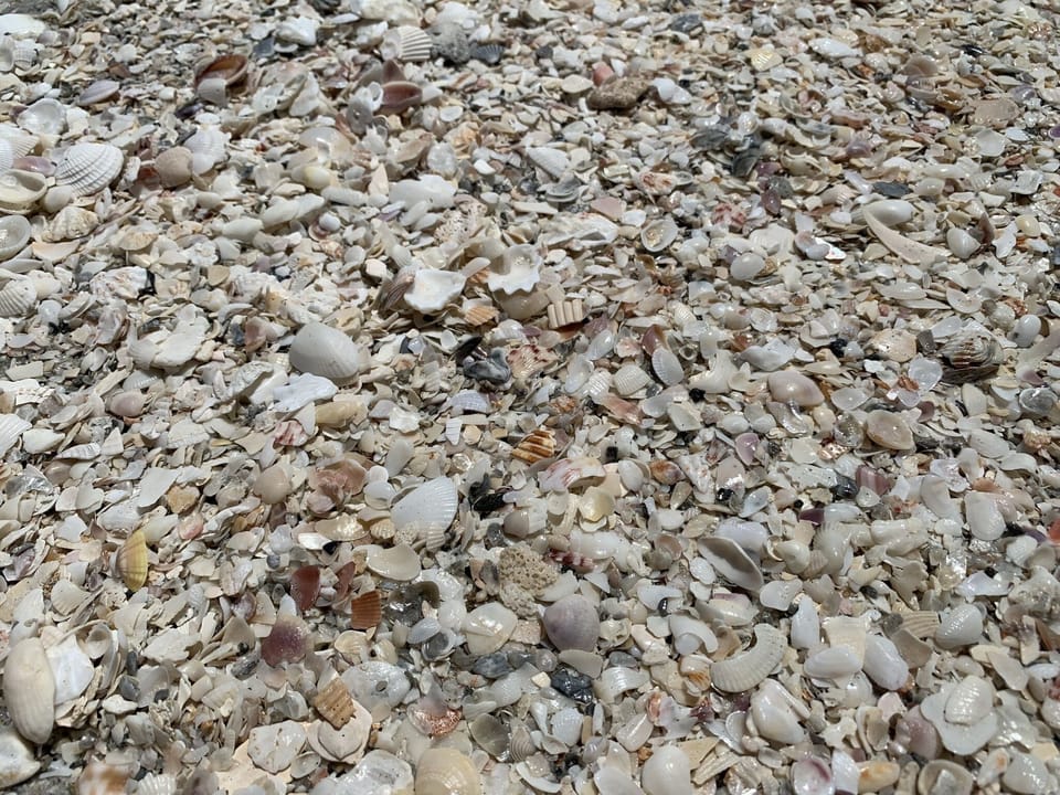Captiva is famous for shelling.