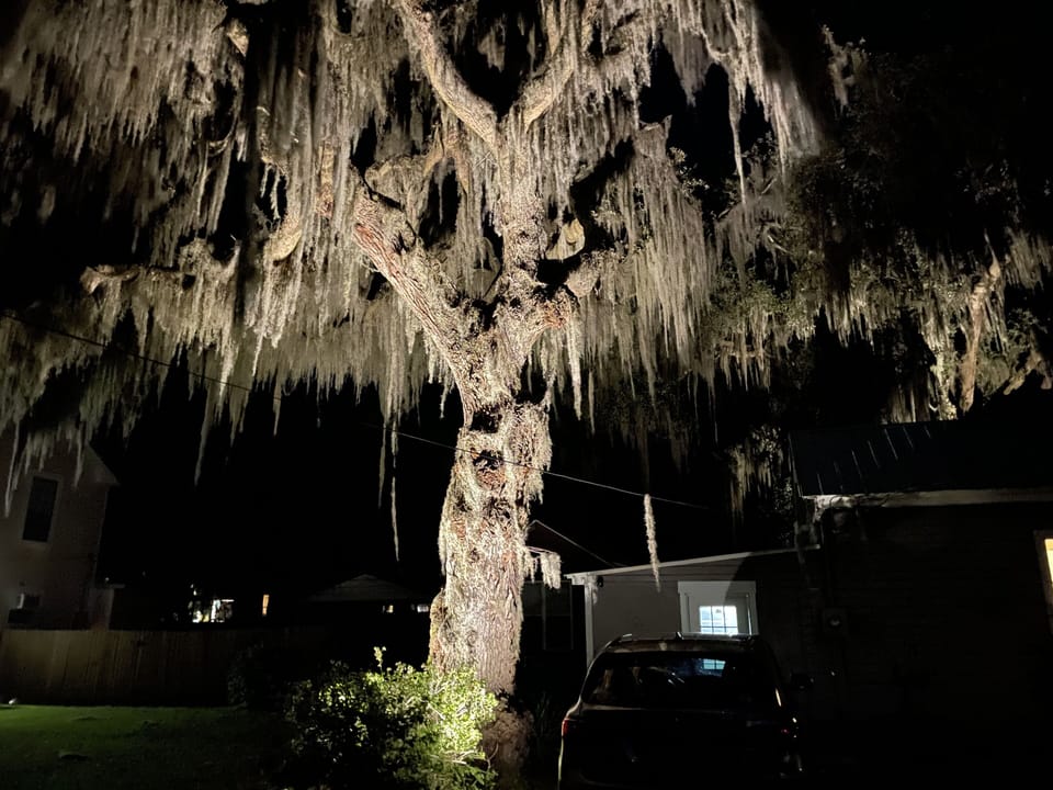 Front yard oak tree