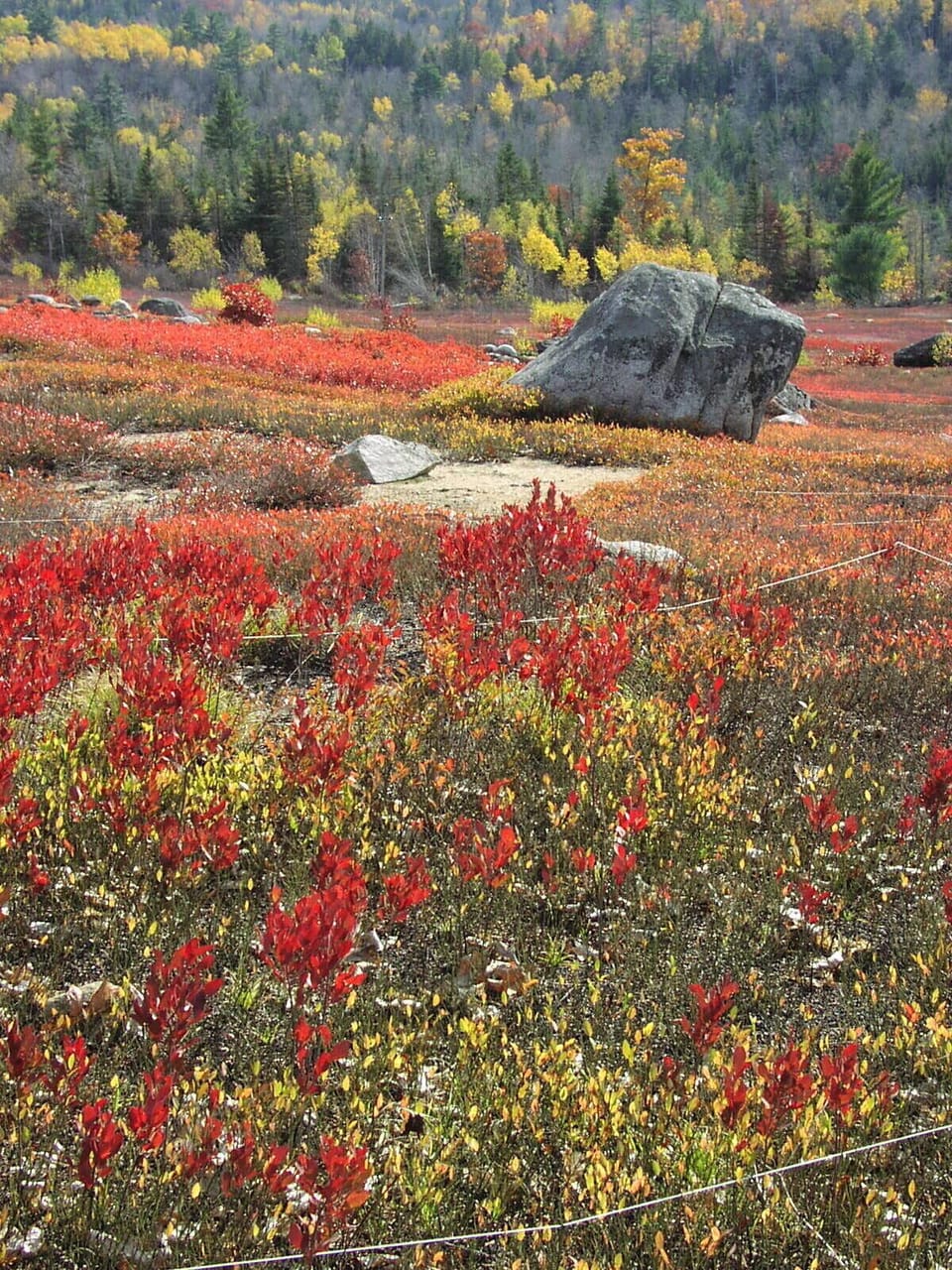Local blueberry fields in the fall.