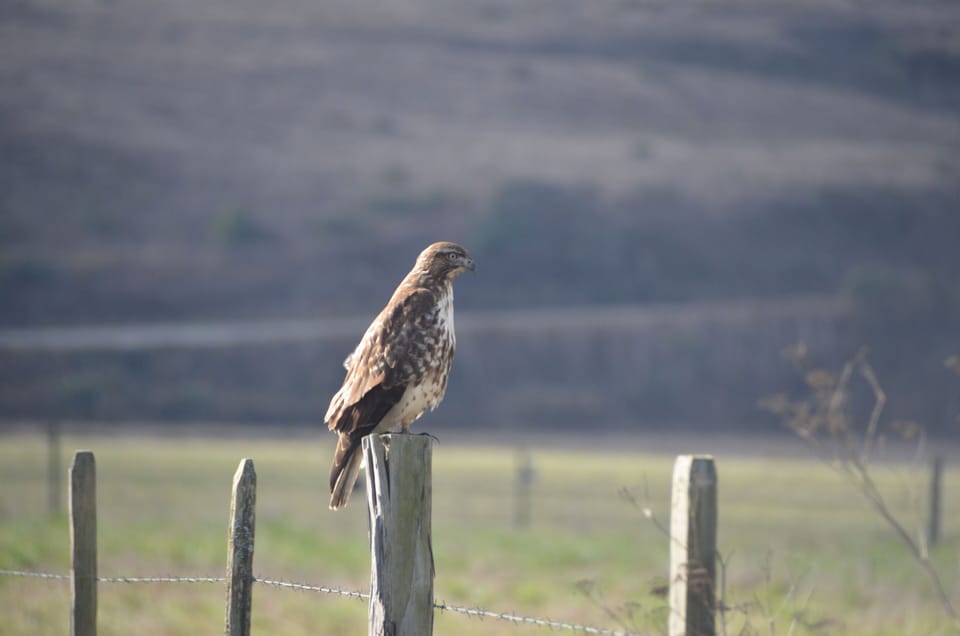 Lots of bird watching!