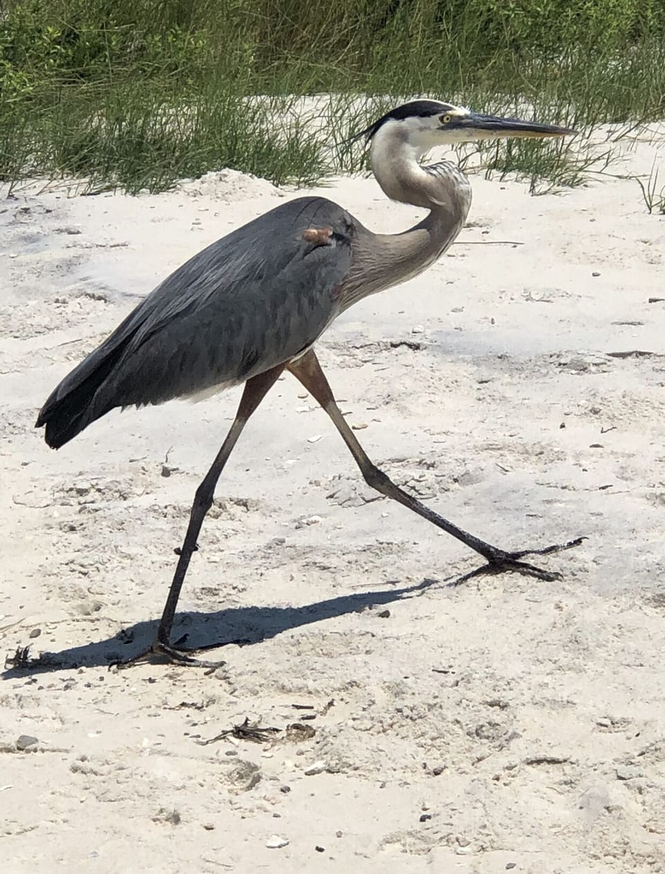Meet George.... the friendliest bird on the Island. 