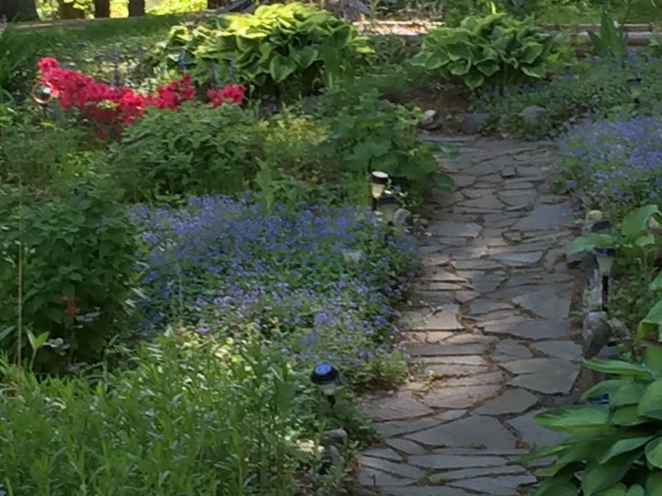 Back yard garden