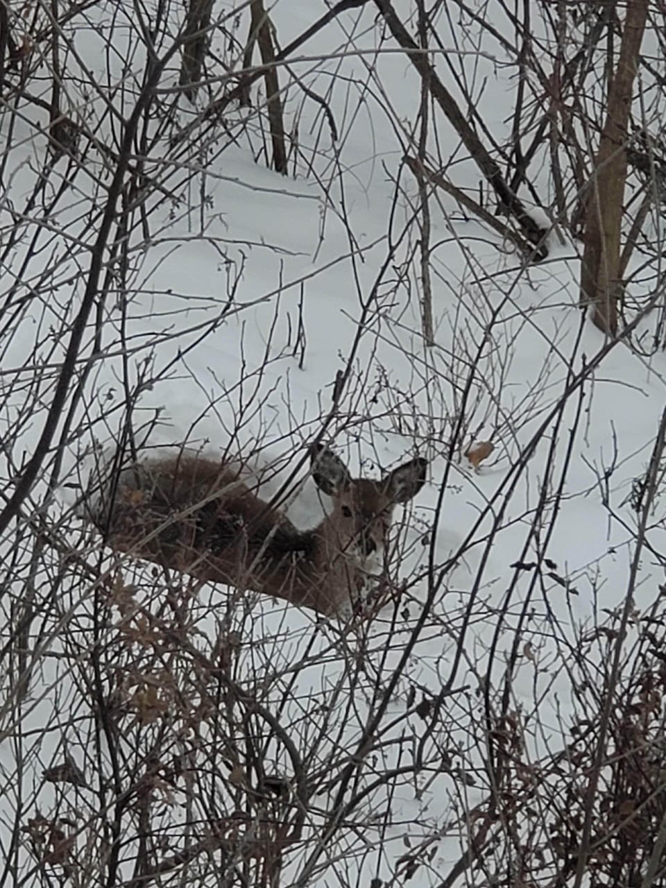 Deer are often in the woods as the sun starts to peek at dawn. 