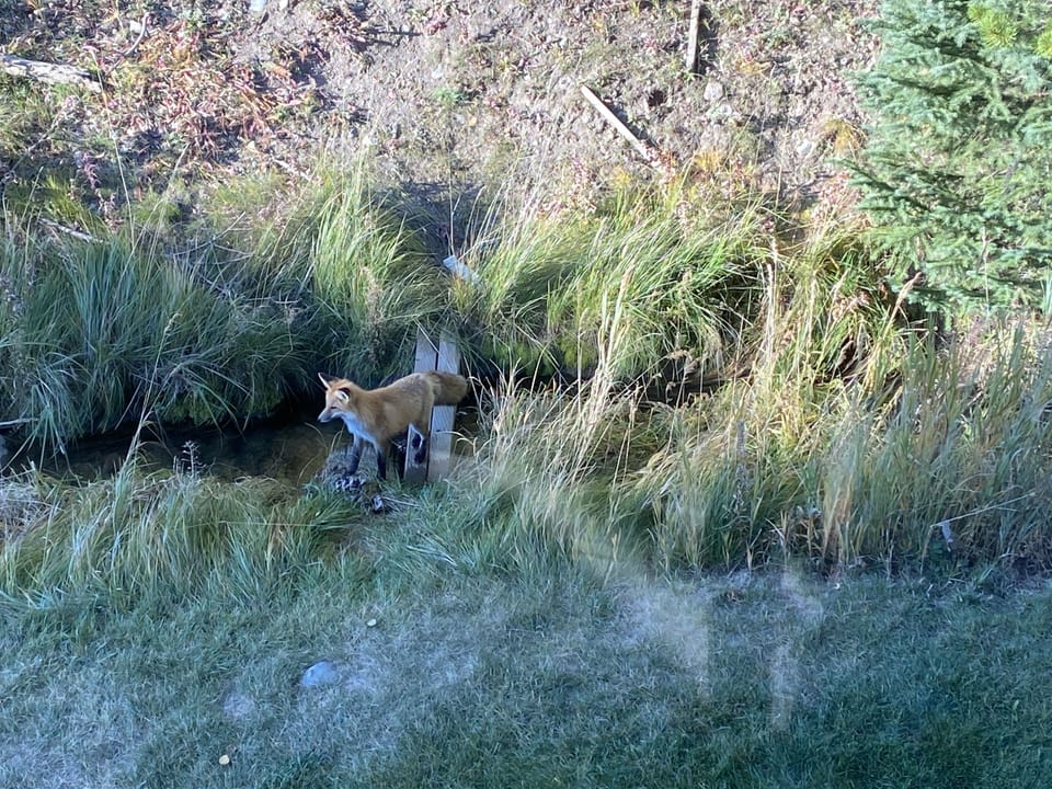 View From Balcony: Fox Crossing Creek adjacent to Condo Building