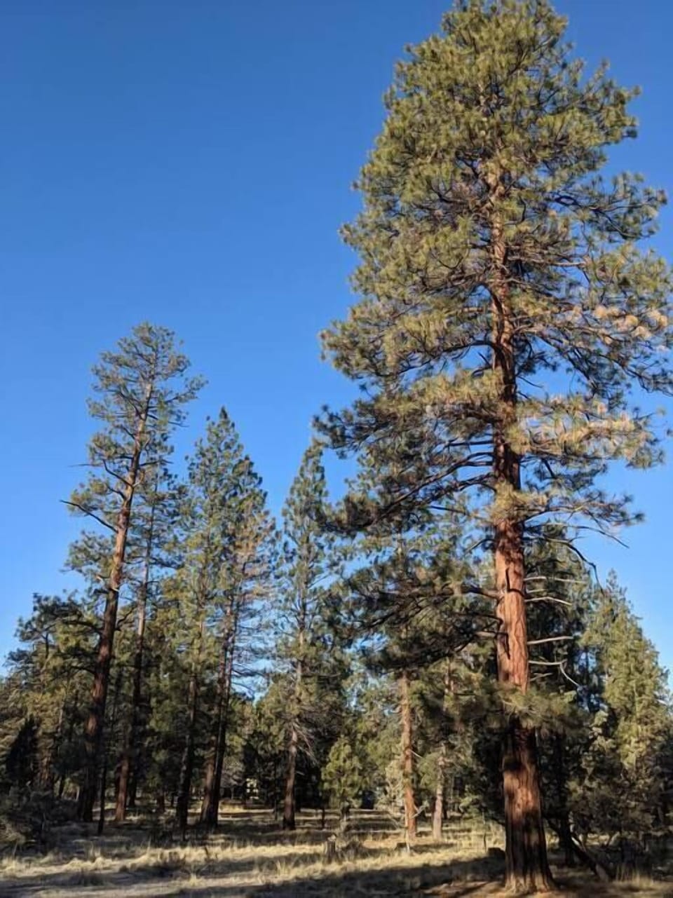 Back Yard Pine Tree Forest