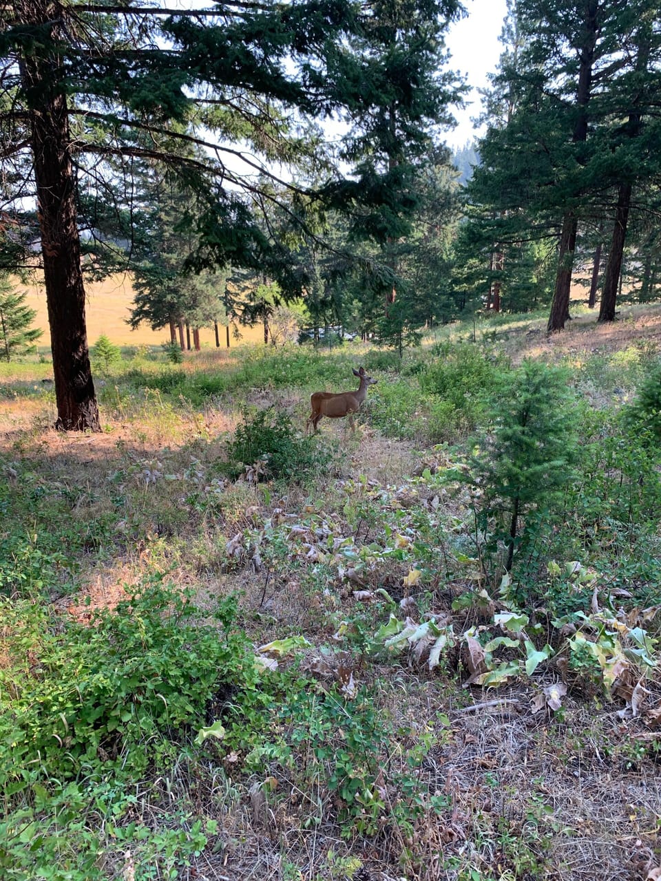 Most guests see wildlife