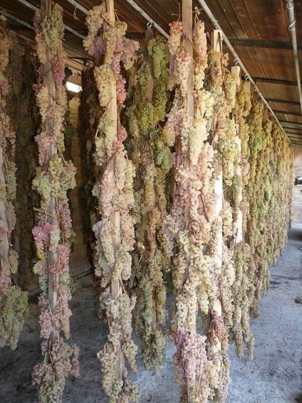 Wine Estate in Vagliagli: grape drying for Vin Santo