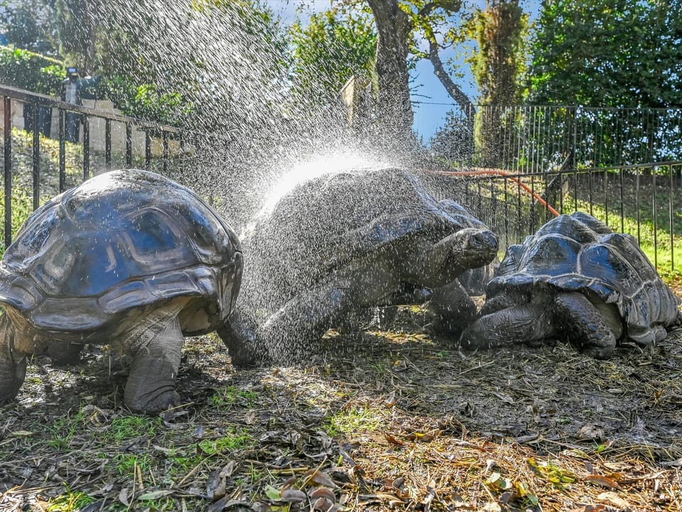 Tortoise Habitat