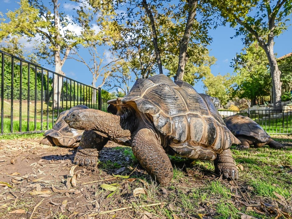 Tortoise Habitat