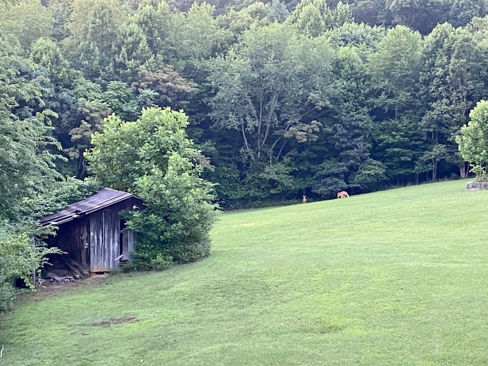 Backyard; rolling hills on 5 acres. Frequently see deer and other critters