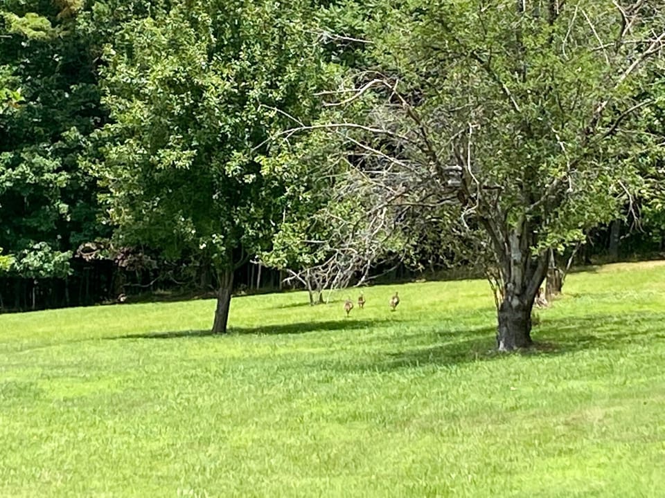 Wild turkeys in the summertime