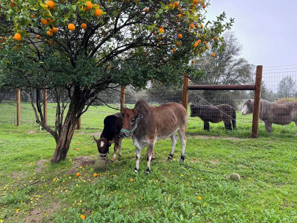 Miniature Cattle, friendly, eat out of your hand! Zeus and Ferdinand
