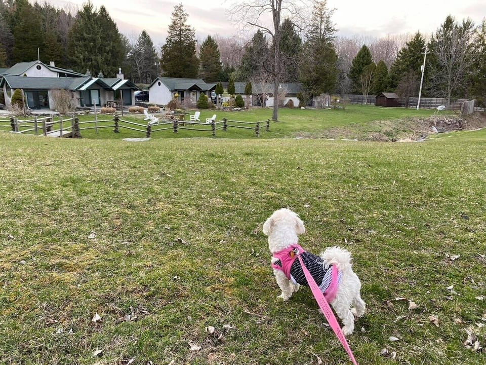 Dog friendliest cottage at New Park
