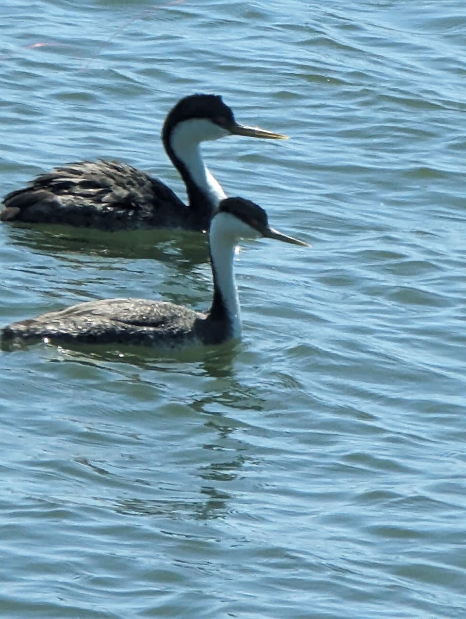 Western Grebe