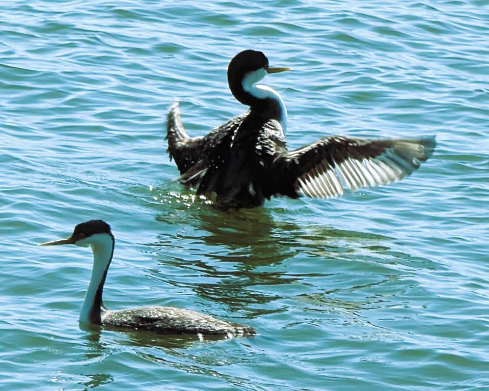Grebes