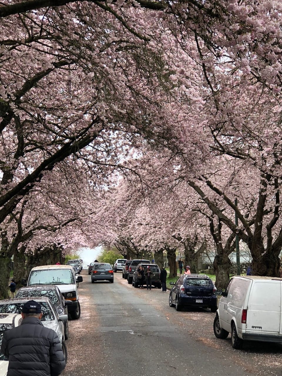 Cherry Blossoms on Graveley Street