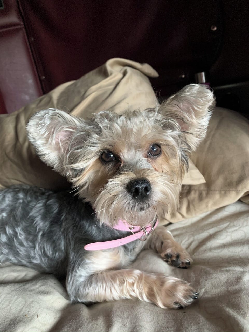 Pet-friendly