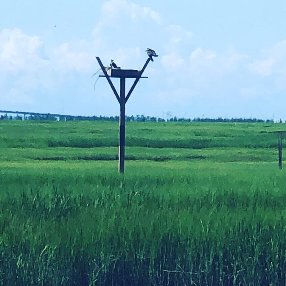 The ospreys return every year! 