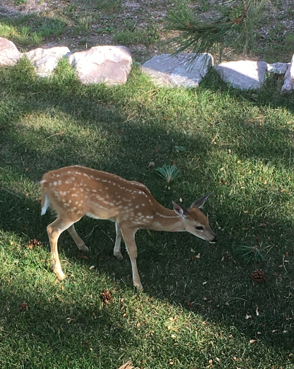 The neighbors visit often to show off their babies.