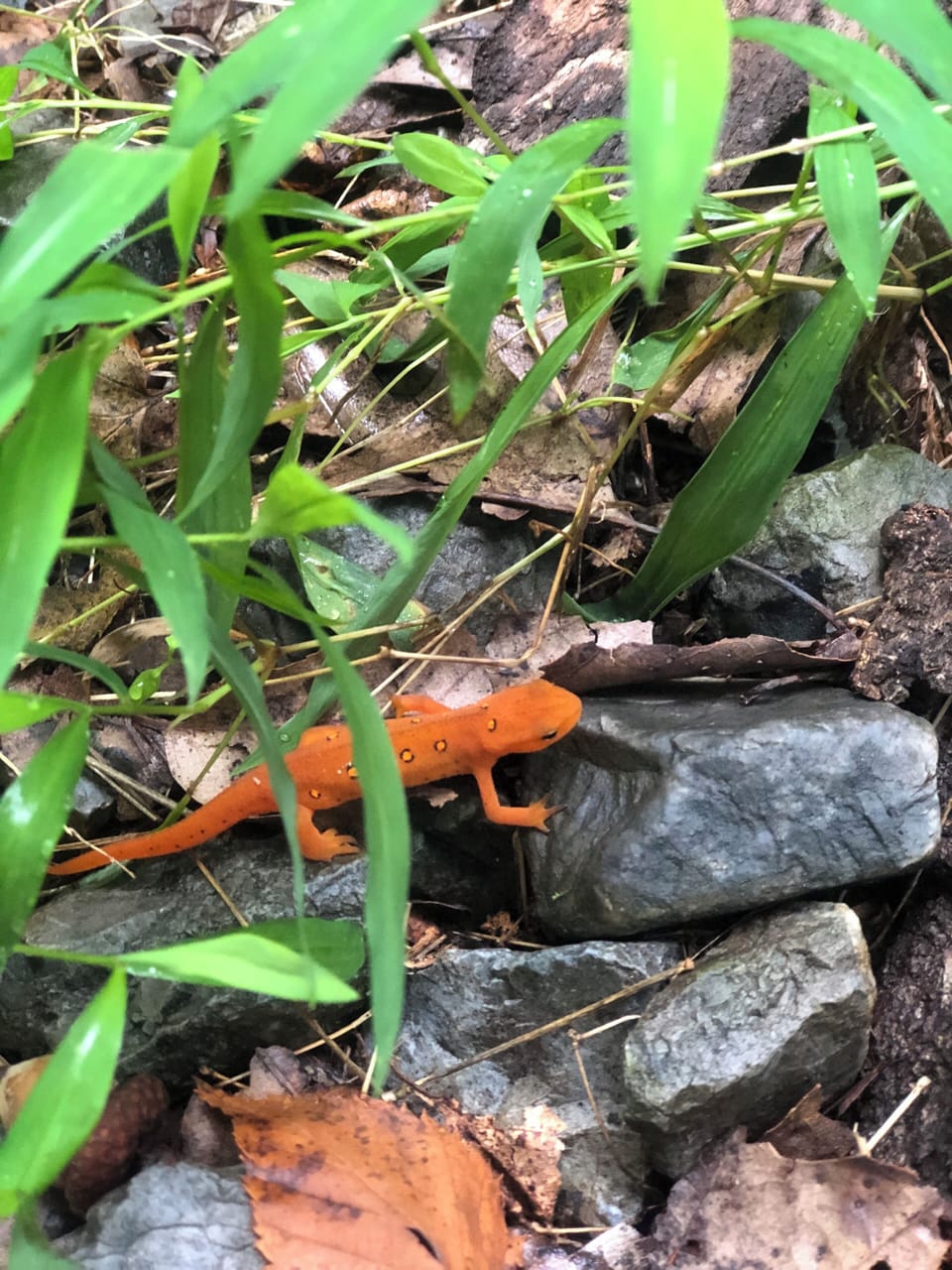 One of the monsters in the Wood?