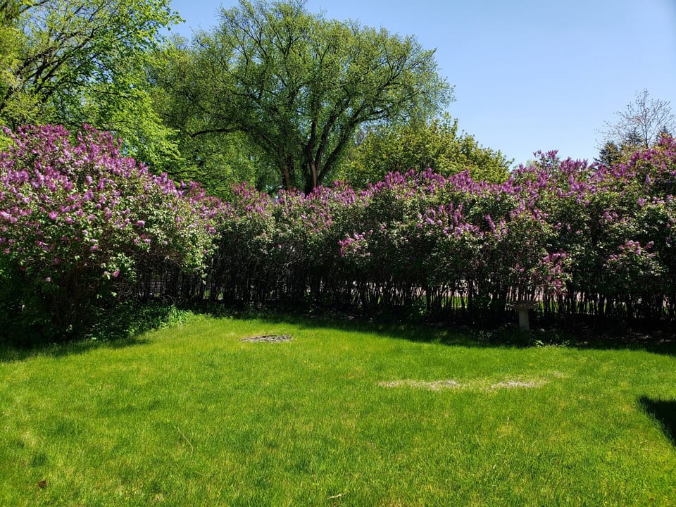 Lilacs surrounding backyard