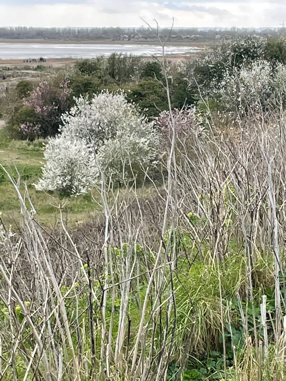 Pegwell Bay Walk to Nature Reserve