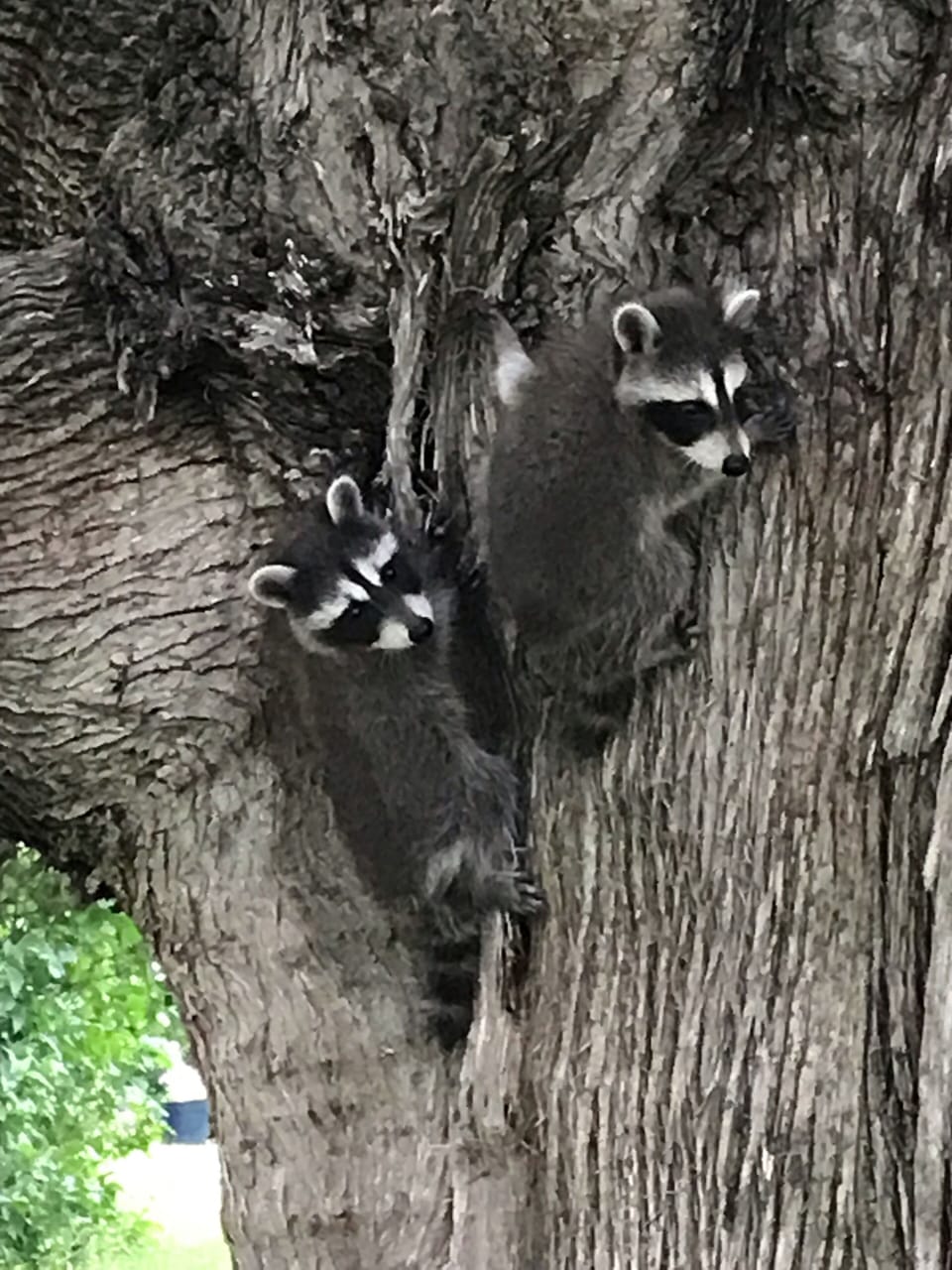 Aren’t these babies cute? Love life on the farm.