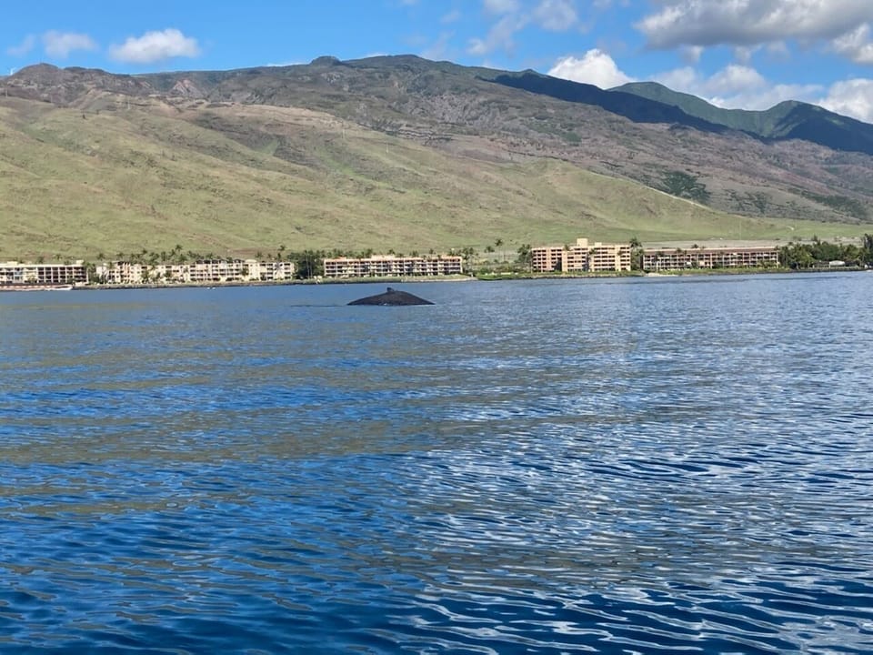 Our beloved whales come by and say hi!