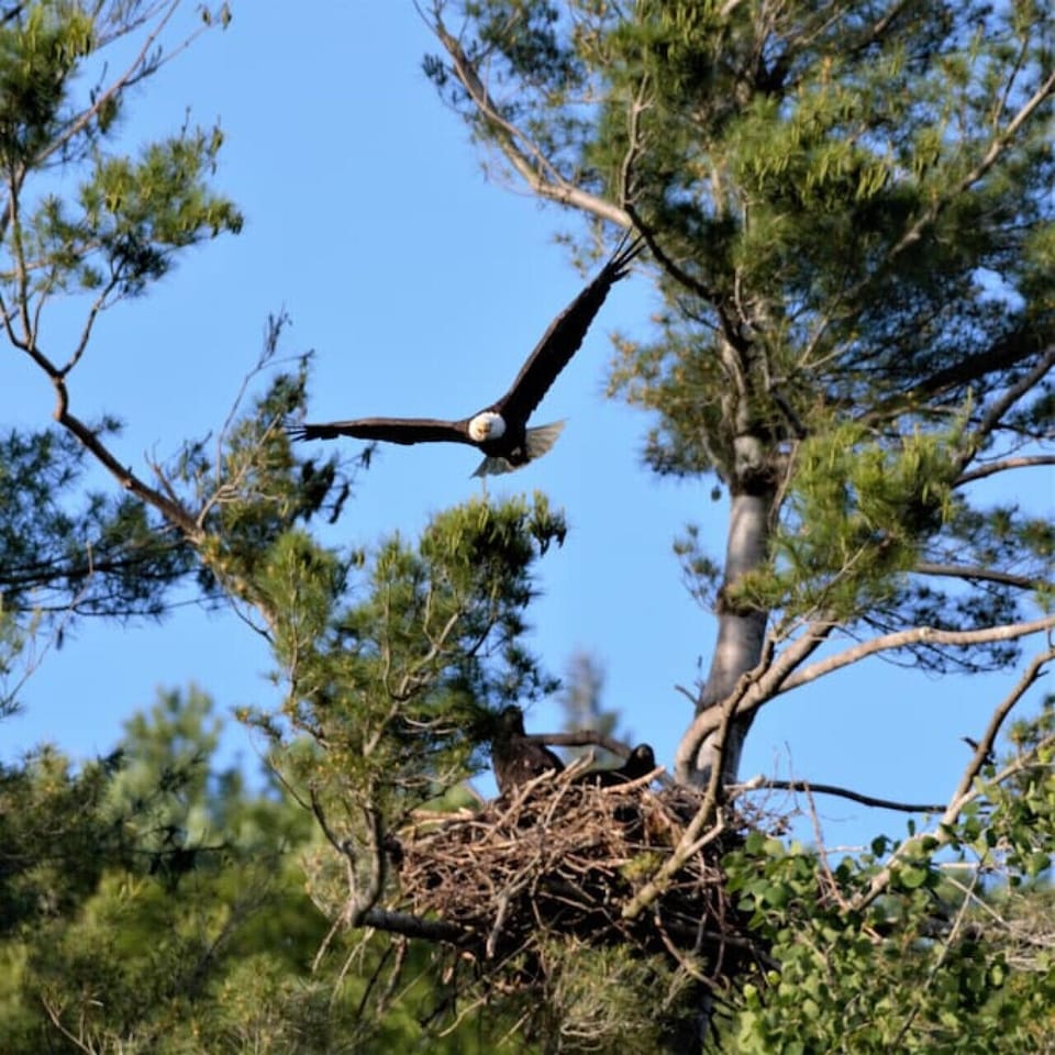 Multiple nesting Bald eagle Pairs around the lake. 4th of July is usually when the chicks take flight. Pretty awesome experience to see. photo taken July2020