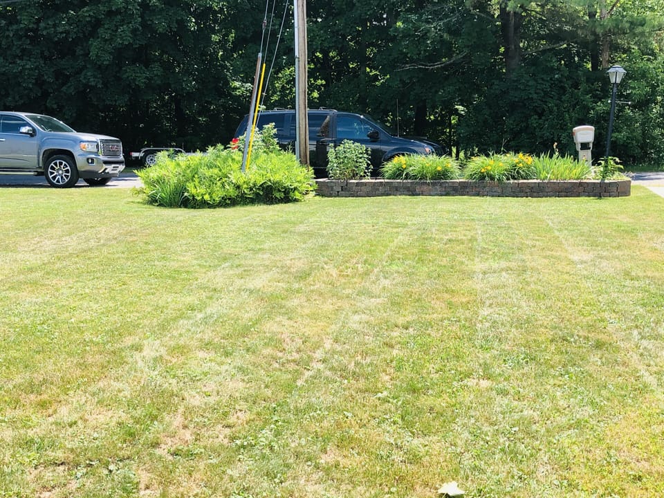Backyard - Roadside