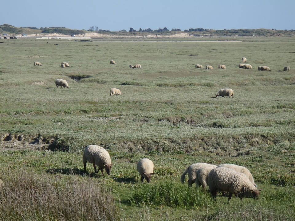 Town/city in general