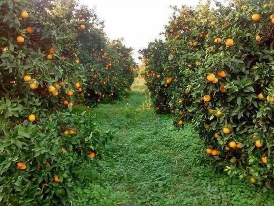 Area that directly surrounds the property. The orange farm