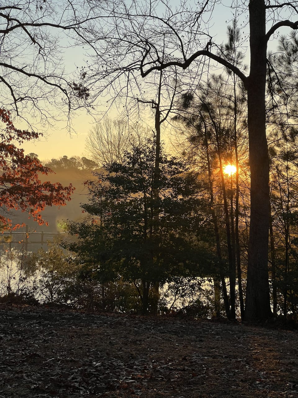 Sunrise through the foliage.