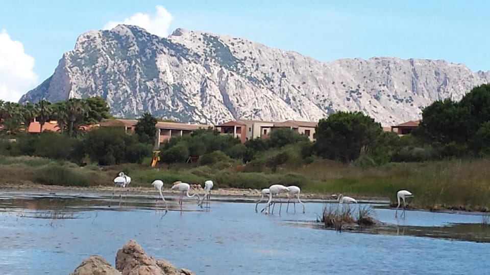 Greater Flamingoes (Phoenicopterus roseus)