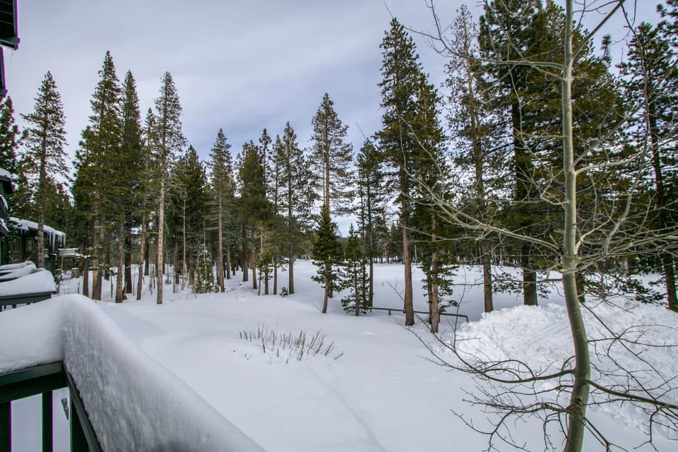 Tree, Fir, Outdoors, Nature